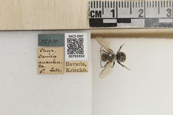 Media type: image;   Entomology 792432 Aspect: Labels